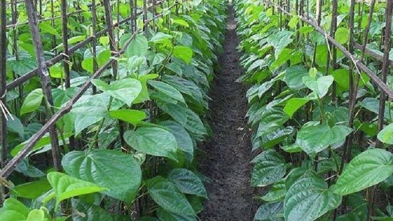 ගෙවත්ත අයිනේ පුංචි ඉඩක ‘සල්ලි වැල් ටිකකුත්’ වවා ගනිමුද ?