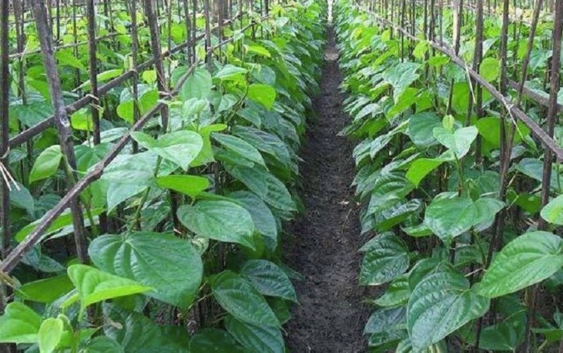 ගෙවත්ත අයිනේ පුංචි ඉඩක ‘සල්ලි වැල් ටිකකුත්’ වවා ගනිමුද ?