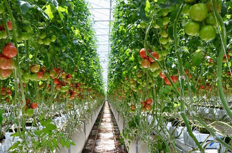 මහ පොළොව මත වගාබිම් නැති – හිරු එළිය නැති ගොවිතැනට ලෝකය දැන් සූදානම් !