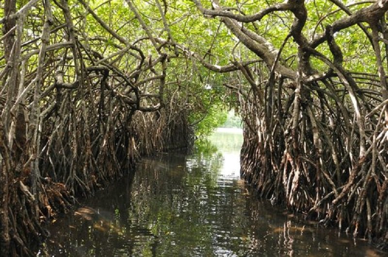 පොදුරාජ්‍ය මණ්ඩලයීය නීල ප්‍රඥප්ති මාර්ගගත සමුළුව: කඩොලාන පරිසර පද්ධතීන්හි වටිනාකම නිරාවරණය