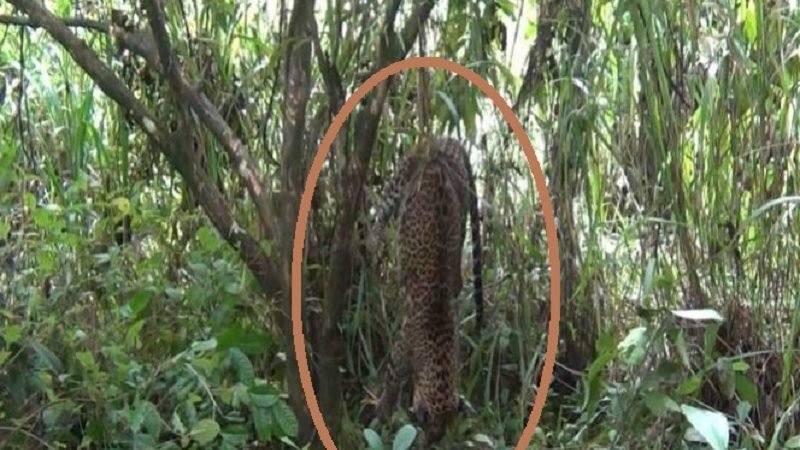 තවත් කදුකර කොටියෙක් මස්වැද්දන්ට බලිවෙයි