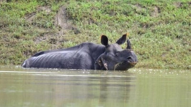 ඉන්දියාවේ කාසිරංගා වනෝද්යානයේ ‘ඉතා දුර්ලභ රයිනෝ පිරිසක්’ ගංවතුරේ ගිලී මියයති