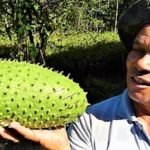 මල් පමණක් හිමි කටු අනෝදා ගස්වලින් ‘සරු ඵලදාවක් ගන්න’ රහස් මෙන්න
