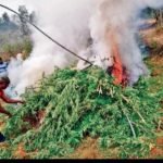 කංසා කියන ඖෂධය ලංකාවේ වගා කිරීමට සුදුසුයි – බෙංගමුවේ නාලක හිමි