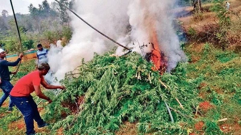 කංසා කියන ඖෂධය ලංකාවේ වගා කිරීමට සුදුසුයි – බෙංගමුවේ නාලක හිමි