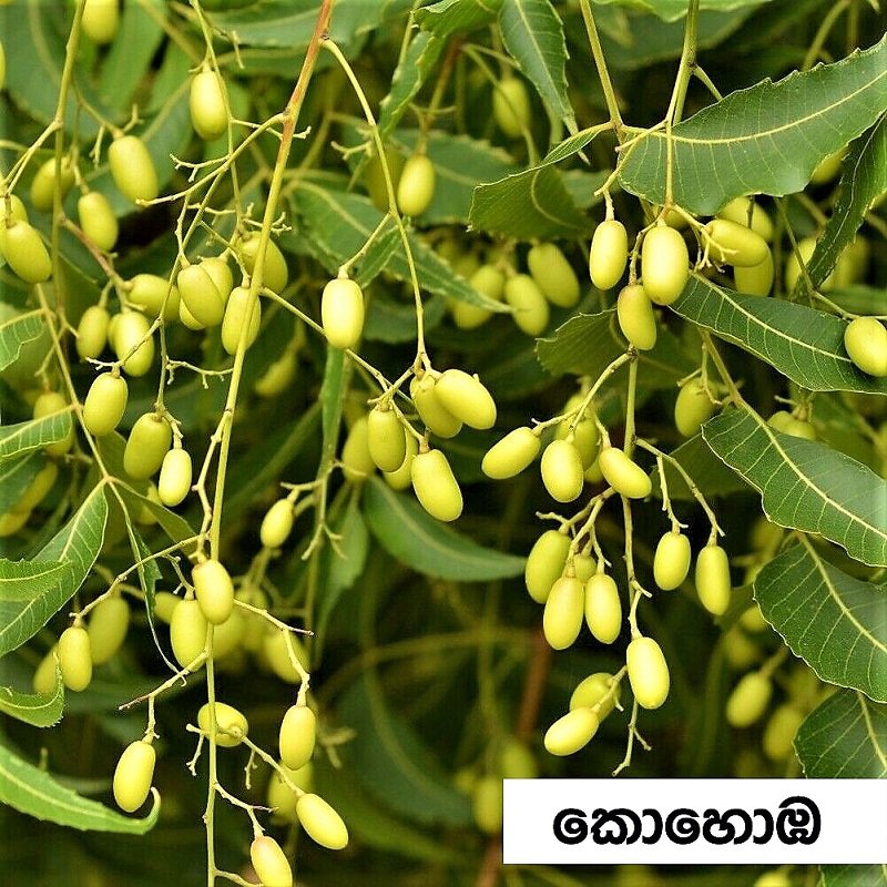 ගෙවතු වගාවේ පළිබෝධ පාලනයට ‘වසවිස නැති පළිබෝධනාශක’