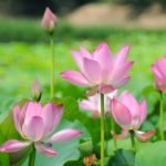 නිවන් රසය
