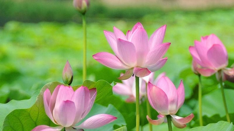 නිවන් රසය