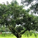 වියපත් ‘අඹ සහ රඹුටන් ගසට’ තරුණ ජවයක්: පුනර්ජනන කප්පාදුව – 03