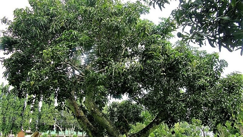 වියපත් ‘අඹ සහ රඹුටන් ගසට’ තරුණ ජවයක්: පුනර්ජනන කප්පාදුව – 03