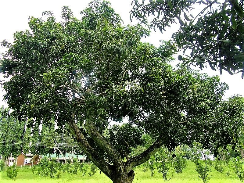 වියපත් ‘අඹ සහ රඹුටන් ගසට’ තරුණ ජවයක්: පුනර්ජනන කප්පාදුව – 03