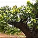 අඹ ගහ මහළු ද ? ඵලදාව අඩුද ? මෙන්න අඹගස තිරිහන් කරන විද්‍යාත්මක ක්‍රමය