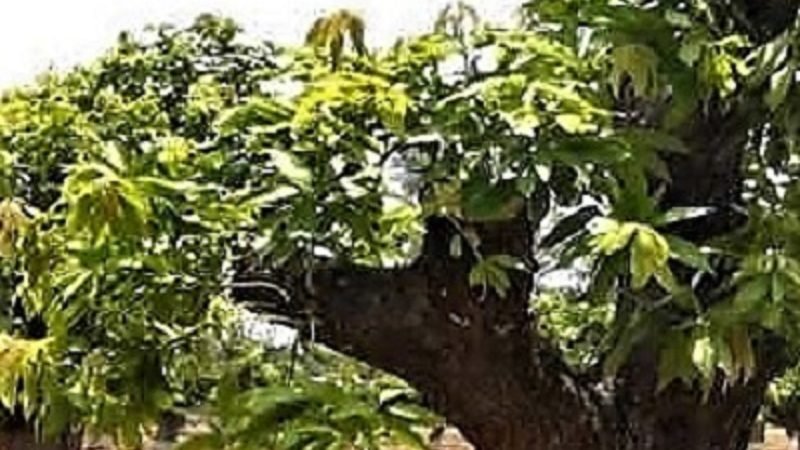 අඹ ගහ මහළු ද ? ඵලදාව අඩුද ? මෙන්න අඹගස තිරිහන් කරන විද්‍යාත්මක ක්‍රමය