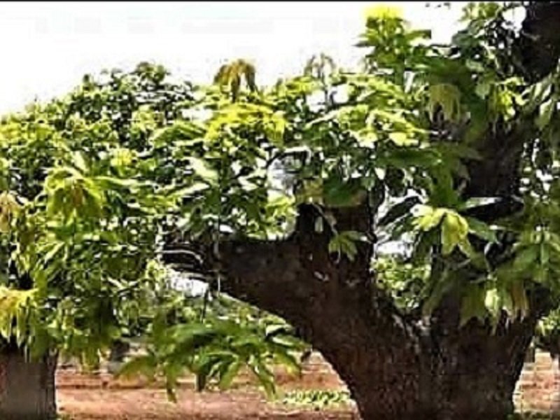 අඹ ගහ මහළු ද ? ඵලදාව අඩුද ? මෙන්න අඹගස තිරිහන් කරන විද්‍යාත්මක ක්‍රමය