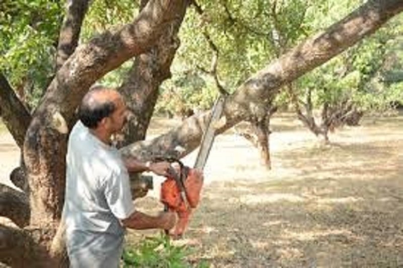 පැරණි අඹ වගාවේ පුනර්ජනන කප්පාදුව -2 : ලපටි දළුවලට එන ‘අඹ කීඩෑවා’ මර්ධනය