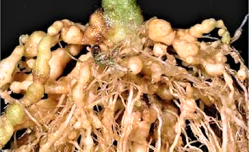 ඒකාබද්ධ පලිබෝධ මර්දනයේ සහයට නව වටපණු නාශක දෙකක්