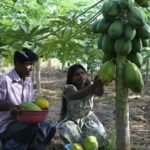 බෝග වගාවේ ‘පසු අස්වනු හානි අවම කර ගන්නේ’ කෙසේද ? කියා හරියටම දැන ගන්න
