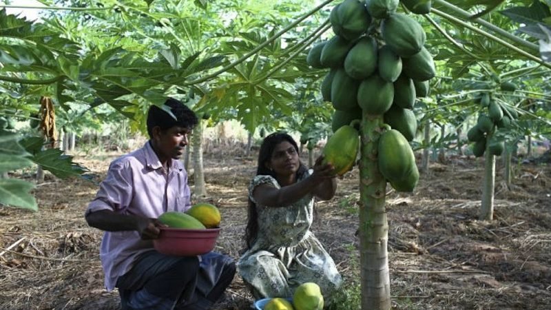 බෝග වගාවේ ‘පසු අස්වනු හානි අවම කර ගන්නේ’ කෙසේද ? කියා හරියටම දැන ගන්න