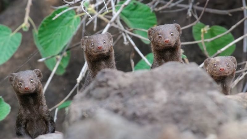 Comedy Wildlife Photography Awards 2020: අවසන් වටයට පැමිණි ඡායාරූප