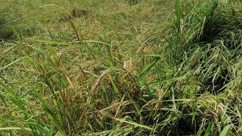 කැලේ ගසක් නසන්නට කැලේ ගසක් ඇවිත් – වල් වී ආක්‍රමණයක් !