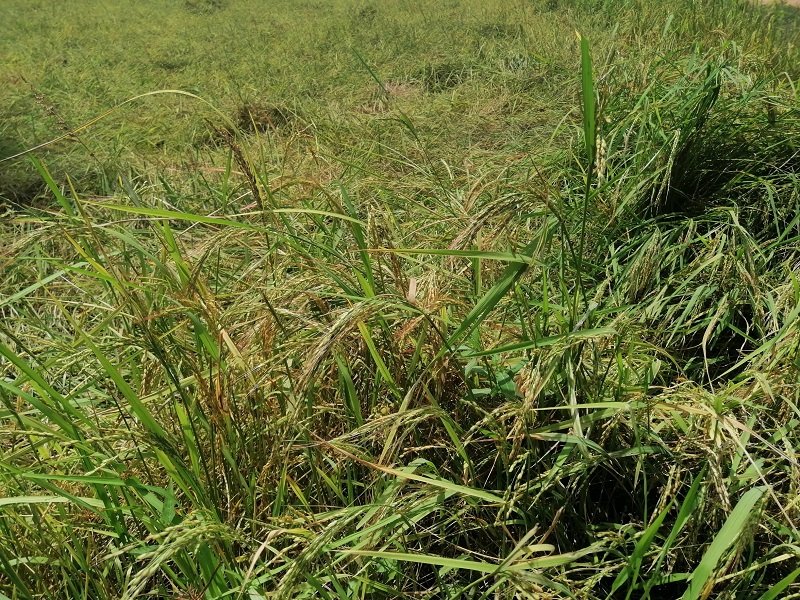 කැලේ ගසක් නසන්නට කැලේ ගසක් ඇවිත් – වල් වී ආක්‍රමණයක් !