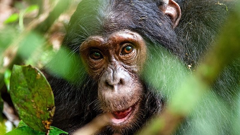 චිම්පන්සින්ට මිනිසුන්ට වාගේ අලුත් තාක්ෂණය හුරු වුණේ කොහොමද ?