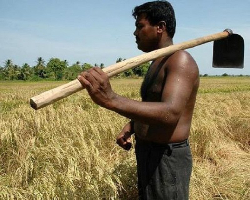 වී වගාවේ ‘ගොක් මැස්සා’ නැවතත් හිස ඔසවන ලකුණු