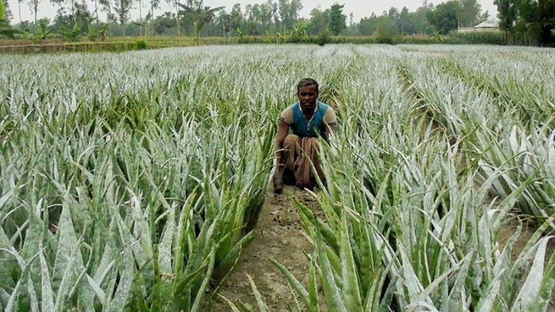 මිශ‍්‍ර වගාවක් ලෙස කෝමාරිකා වගා කරන ඔබ දැනගත යුතුම කතාවක්