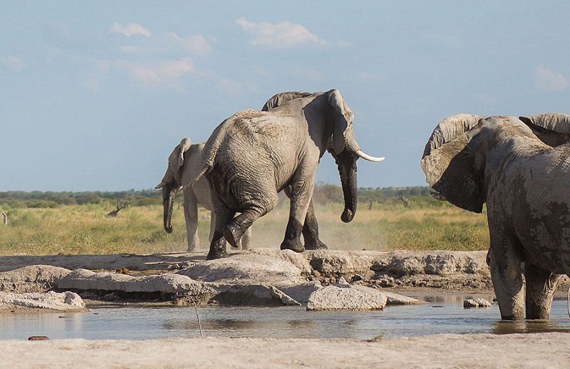 අලි ඇතුන්ගේ පිරිමි සමාජයේ සැඟවුන රහස් හෙළිකළ ‘අලි සමීක්ෂණය හෙළිදරව්ව’