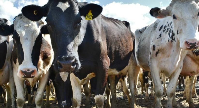 ගවයින් 5800ක් චීන මුහුදේ…