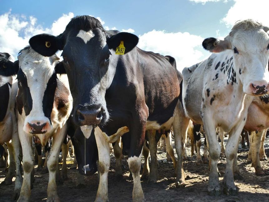 ගවයින් 5800ක් චීන මුහුදේ…