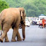 අලි-මිනිස් ගැටුම ‘සමාදානයට නව දැනුම උපයෝගී කරගත යුතුයි