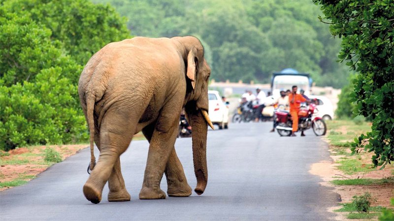 අලි-මිනිස් ගැටුම ‘සමාදානයට නව දැනුම උපයෝගී කරගත යුතුයි