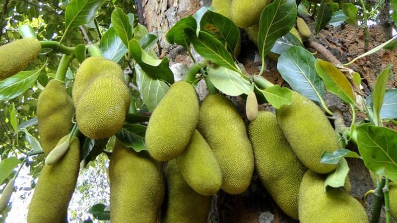 කොස් ගැන සුපිරිම සුපිරි කතාවක් !