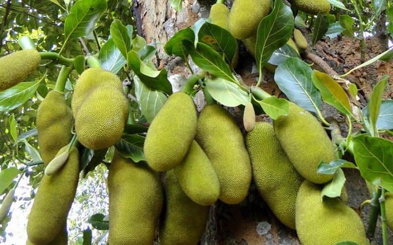 කොස් ගැන සුපිරිම සුපිරි කතාවක් !