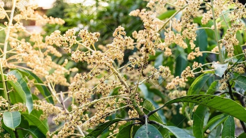 පුනර්ජනනීය කප්පාදුව 03 – ‘පීදුණු අඹමල් කිනිත්තට’ කෘමිනාශක එපා !