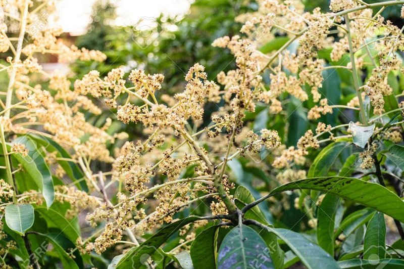 පුනර්ජනනීය කප්පාදුව 03 – ‘පීදුණු අඹමල් කිනිත්තට’ කෘමිනාශක එපා !