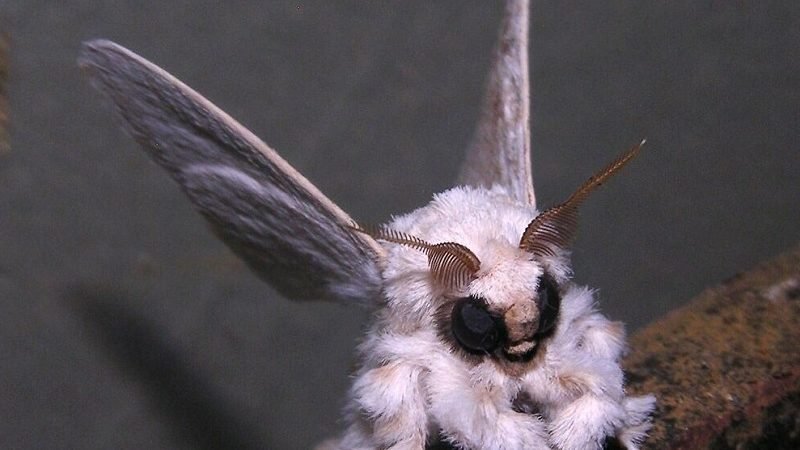 විද්‍යා ප්‍රබන්ධ චිත්‍රපයටයකට නිර්මාණය කළා වැනි ‘විස්මිත ජීවීන් 15ක්’ සොයා ගනී