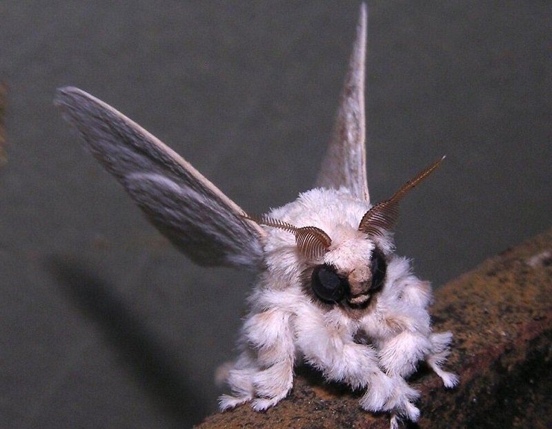 විද්‍යා ප්‍රබන්ධ චිත්‍රපයටයකට නිර්මාණය කළා වැනි ‘විස්මිත ජීවීන් 15ක්’ සොයා ගනී