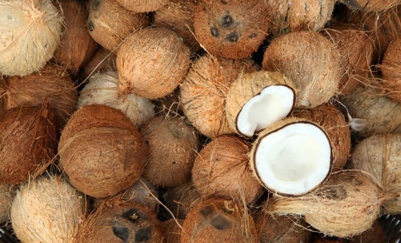 තවත් මාස දෙකකින් පොල් ගෙඩියක් රුපියල් 150ක් වීමේ අවධානමක් !