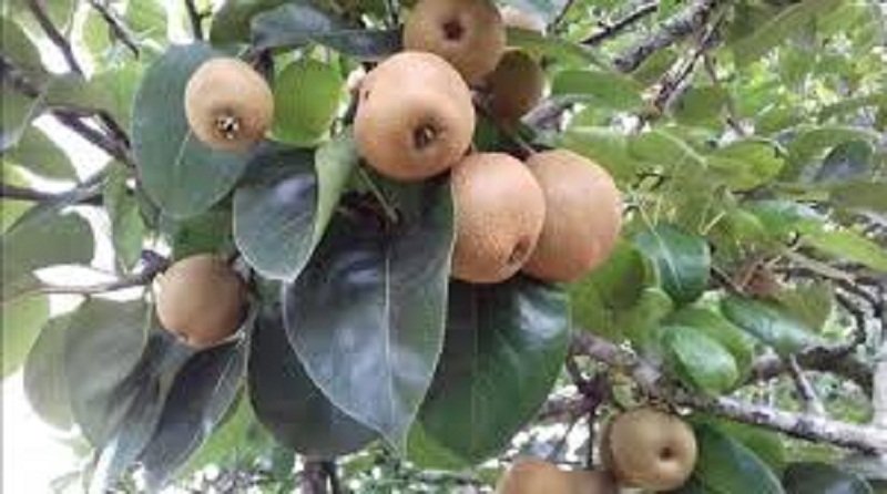 පෙයාර්ස් වගාවට කැමැති ද ? එසේ නම් මේ ලිපිය කියවන්න