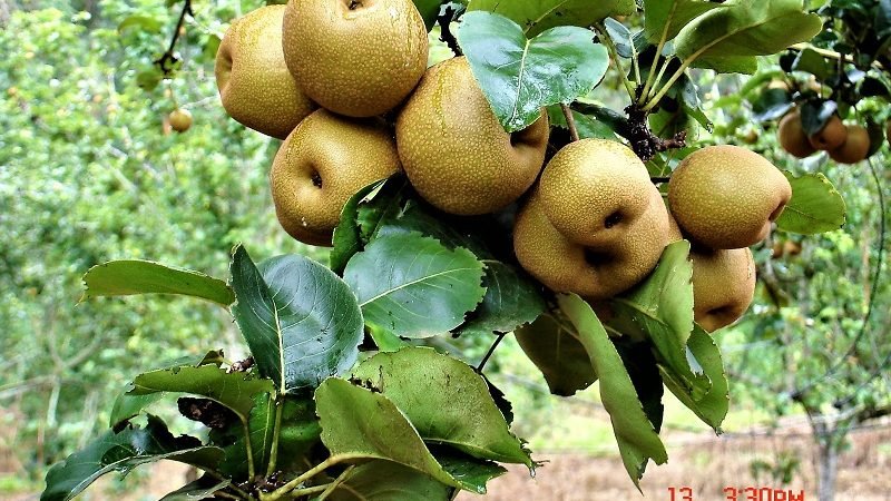 ‘රහංගල පෙයාර්ස්’: ගෙවත්තේ පෙයාර්ස් පැල 5 ක් සිටුවන්න