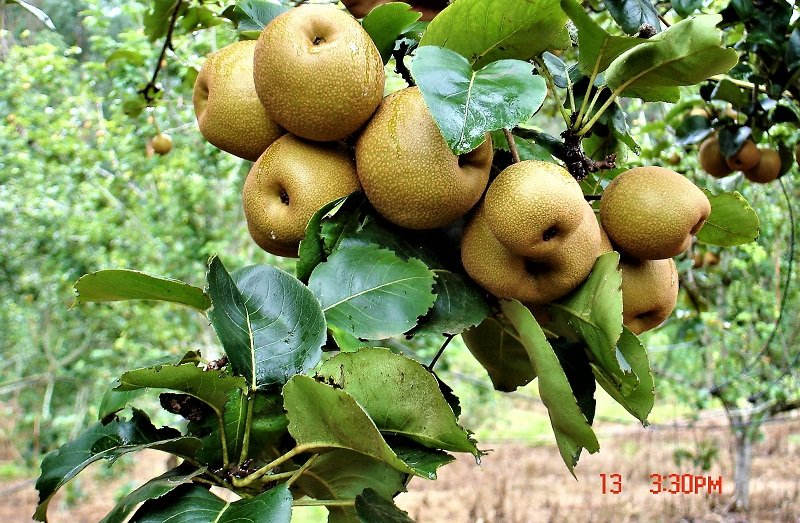 ‘රහංගල පෙයාර්ස්’: ගෙවත්තේ පෙයාර්ස් පැල 5 ක් සිටුවන්න