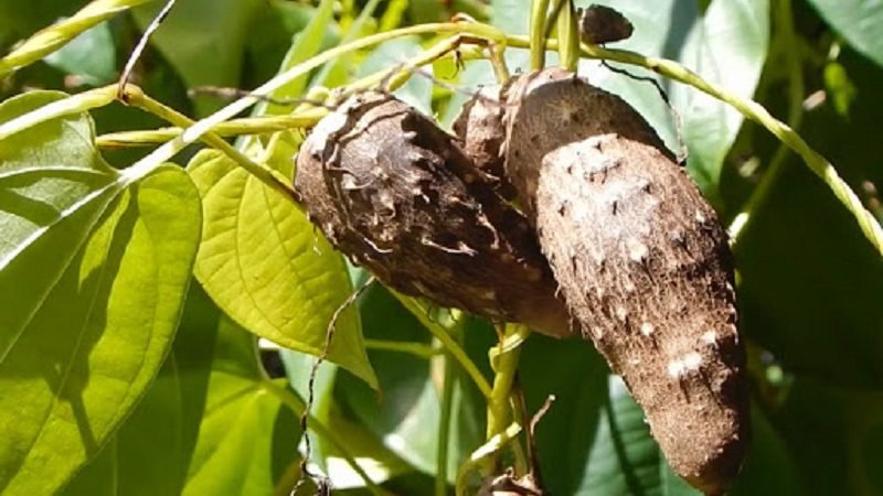 ‘වැල් අල’ වැලක ‘යහගුණ වරුණ’ දැන ගනිමු !