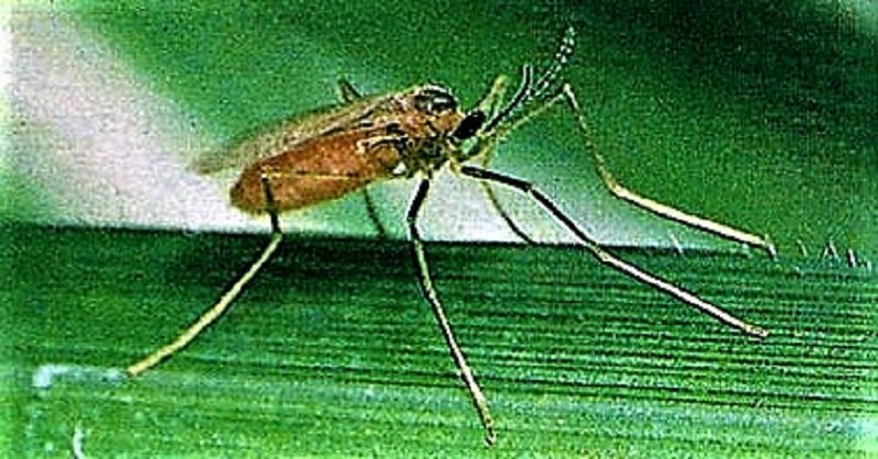 වී වගාවට ශාපයක් වූ ‘ගොක්මැස්සා අලුත් වෙලා’ යළිත් ගොයමට ගොඩබැහැලා