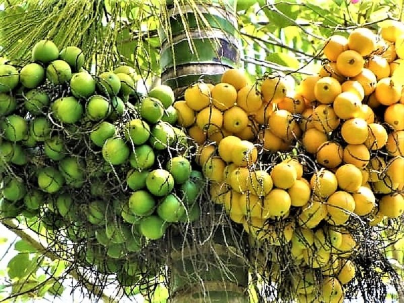 පොඩි මිනිහගේ පුවක් ගැන සුපිරි කතාවක්