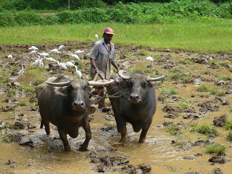 ගව ඝාතනය තහනම් කිරීමෙන් විමුක්තිය ලැබෙන්නේ කාටද ?