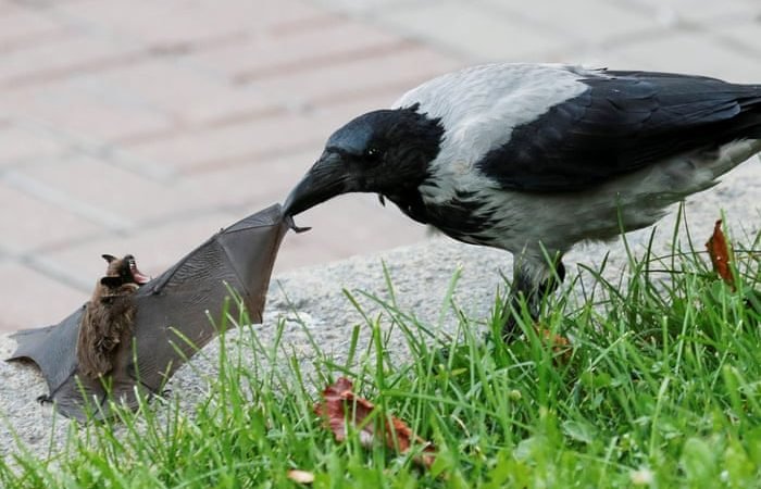 ලෝකයේ සුන්දරතම වනජීවී ඡායාරූප