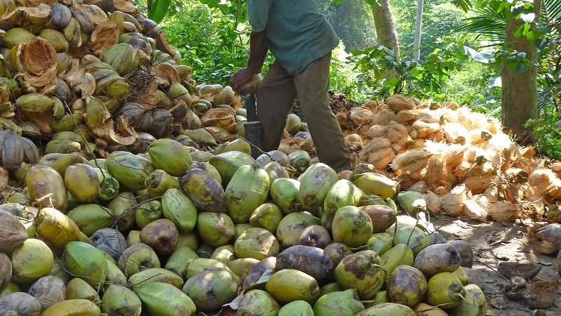 අපිට එලොව පොල් පෙන්නා ඩොලර් මිලියන 222ක පොල් රට පටවලා !