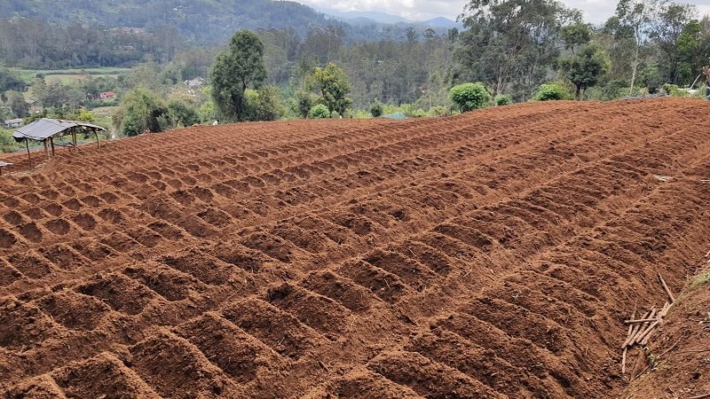 ආණ්ඩුව කටින් බතලකොළ හිටවයි – වැලිමඩ සානුවේ අල ගොවීන්ට පොහොර නෑ